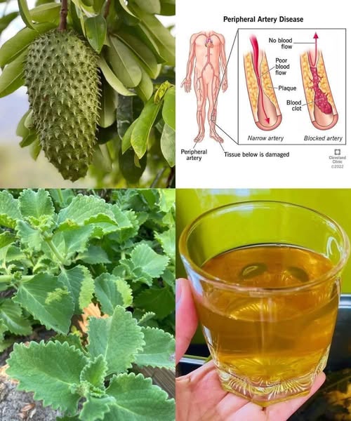 Té de Guanábana y Orégano Ancho