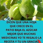 Infusión de Hojas y Semillas de Guayaba: El Secreto Natural para Controlar el Azúcar en Sangre