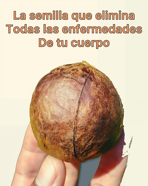 Semilla de aguacate