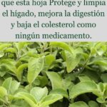 La Hierba Poderosa que Limpia y Protege tu Hígado