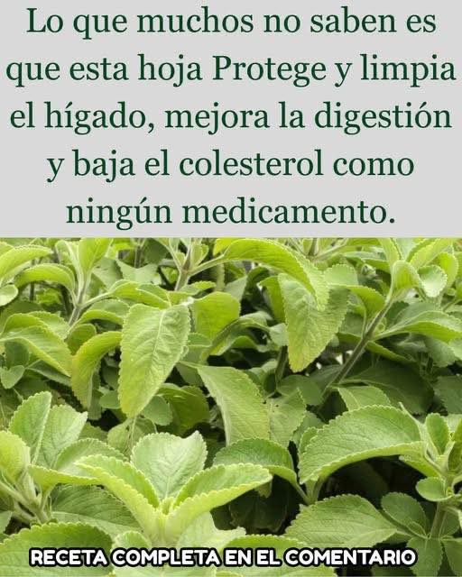 Hojas de Moringa