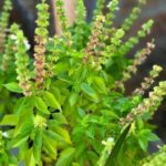 La Albahaca: La Planta Medicinal que Mejorará Notablemente Tu Vista