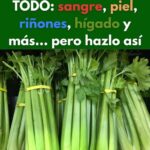 Descubre el Poder del Apio: Limpia Sangre, Piel, Riñones, Hígado y Más de un Solo Golpe