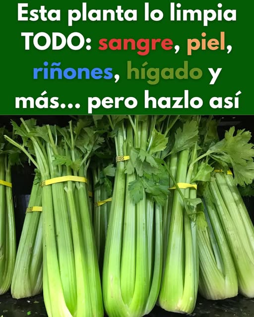 Manojos de apio fresco