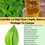 Los Poderes Curativos del Llantén: Remedios Naturales para Todas tus Necesidades