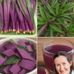 Dile Adiós a las Infecciones Urinarias y Otras Enfermedades con el Poder de la Tradescantia Spathacea