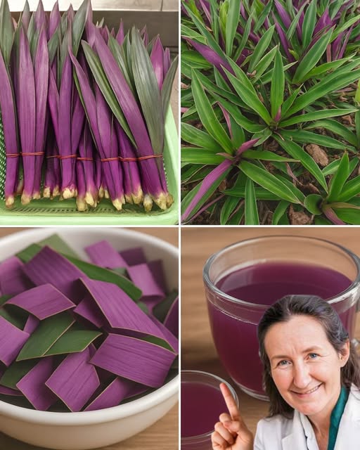 Tradescantia Spathacea