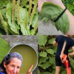 Los Poderes Secretos del Llantén: Remedios Naturales y Beneficios para la Salud
