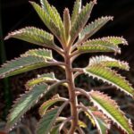 Descubre el Tesoro Escondido en tu Hogar: Las Sorprendentes Propiedades del Kalanchoe Daigremontiana