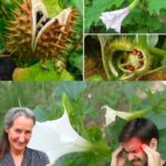 El Estramonio: La Planta que Embriaga de Belleza pero Atrae la Peligrosidad