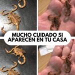 Alacranes en Casa: Lo Que Necesitas Saber