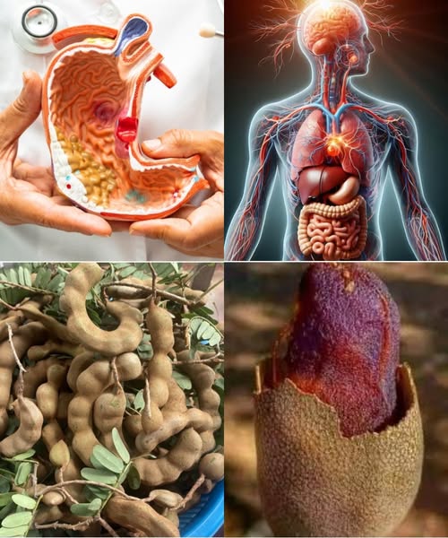 Tamarindo y sus Beneficios Digestivos