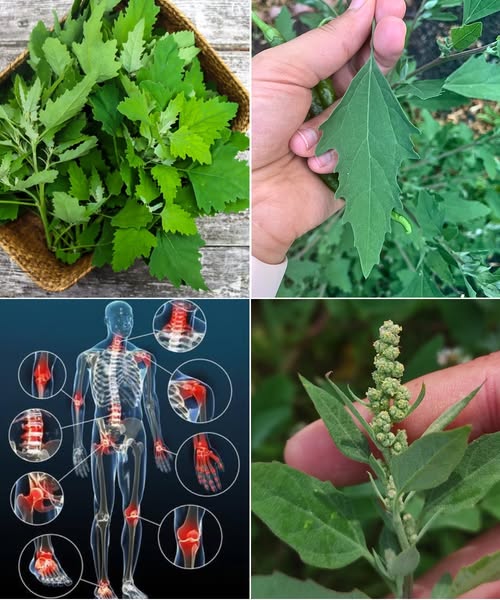 Epazote - Planta con propiedades medicinales