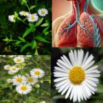 Los Poderes Ocultos de la Manzanilla: Salud Pulmonar y Más