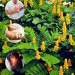 La Planta de Sen: Un Tesoro Natural para la Salud