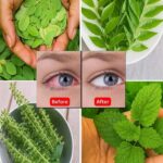 7 Hojas Esenciales para Mejorar Naturalmente la Salud de tus Ojos