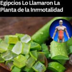 Aloe Vera: La Planta de la Inmortalidad y sus Beneficios para la Salud