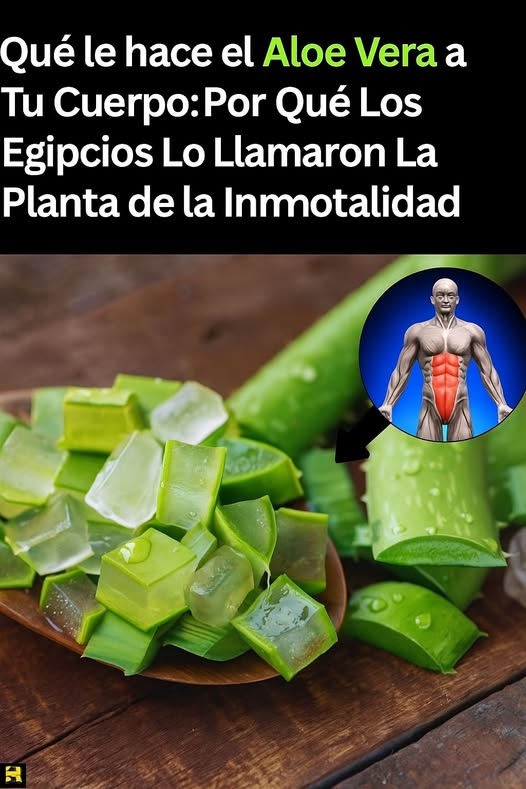 Beneficios del Aloe Vera