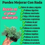 Descubre los Beneficios de la Ruda: Un Poderoso Remedio Natural