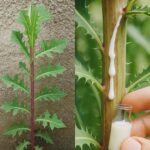 Lechuguilla: La Planta Mágica con Savia Valiosa y Propiedades Medicinales