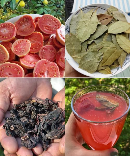 Guayaba, Laurel y Hibisco