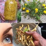 El Diente de León: Un Tesoro Natural Para Tu Salud