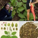 Descubriendo el Tesoro de las Plantas Medicinales: El Poder de la Mala Hierba