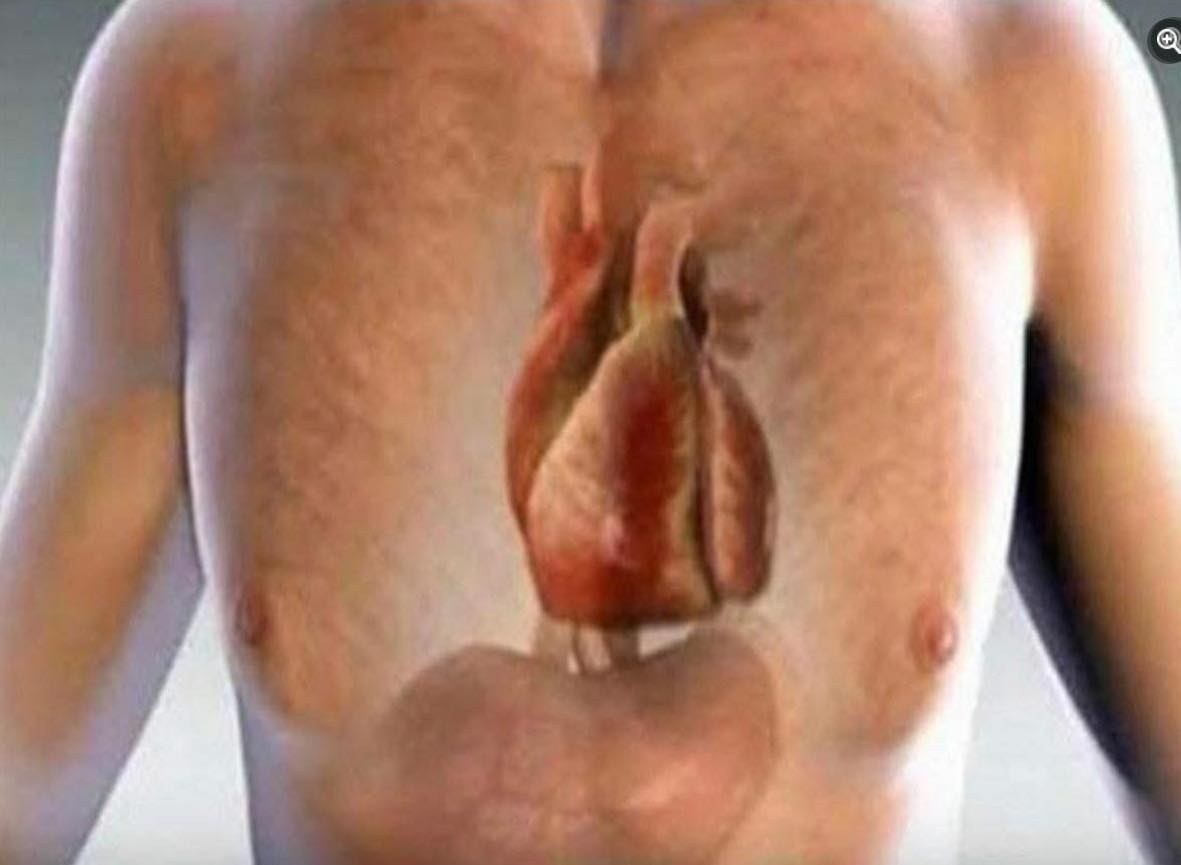 Anatomía del Corazón Humano