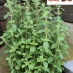 Orégano: 15 Problemas de Salud que Puedes Tratar con Esta Poderosa Planta Medicina