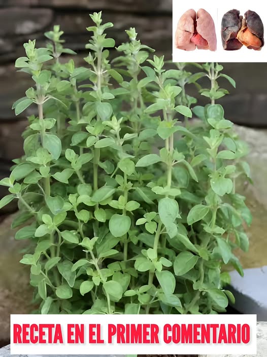 Planta de orégano