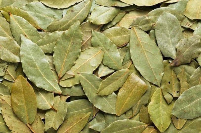 Hojas de Laurel