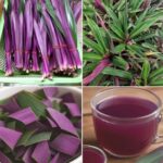 Dile Adiós a las Infecciones Urinarias y Más: Beneficios del Maguey Morado