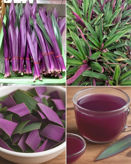 Bebida de maguey morado