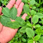 Plantas Poderosas: La Magia de la Naturaleza en tus Remedios Caseros