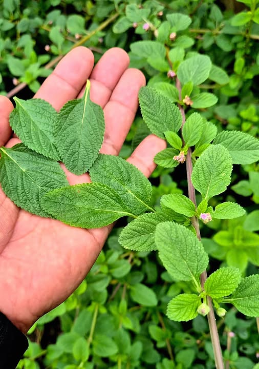 Plantas medicinales