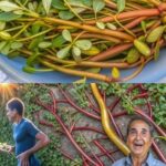 ¡Esta Planta Es Más Sabrosa Que La Carne! 7 Razones Para Tener Verdolaga En Tu Jardín