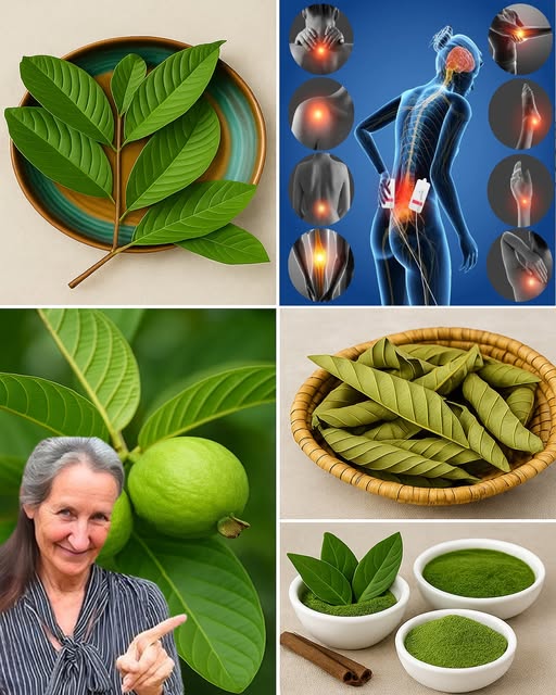 Hojas de guayaba y salud natural