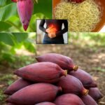 Descubre los Beneficios y Usos de la Flor de Plátano: Salud y Recetas