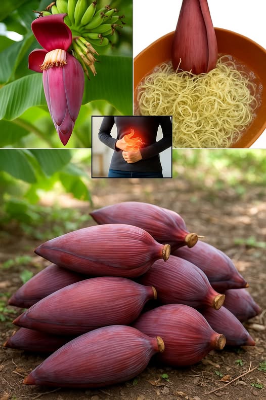 Corazón de la flor de plátano