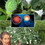 La Datura: Belleza y Peligro en una Sola Planta