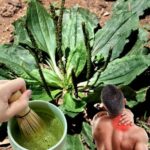 El Llantén: El Tesoro Verde de Tu Jardín