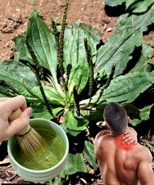 Llantén: Planta Medicinal
