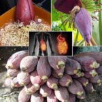 Dile Adiós a la Diabetes y Otros Problemas de Salud con el Remedio Natural de la Flor de Plátano