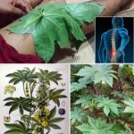 Descubre los Beneficios de la Planta de Ricino para tu Salud