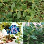 La Euforbia Peplus: Un Tesoro Verde para la Salud Natural