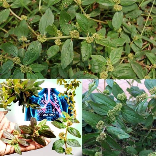 Euforbia Peplus