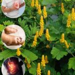La Planta de Sen de Alejandría: Un Remedio Natural Valioso para la Salud