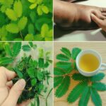 ¡Descubre el Tesoro de tu Jardín: Mimosa Pudica y sus Increíbles Beneficios!