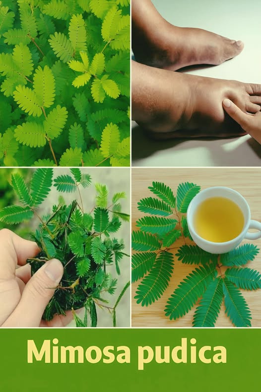 Mimosa Pudica