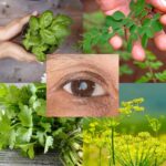 7 Hojas Esenciales que Ayudan Naturalmente la Salud de tus Ojos